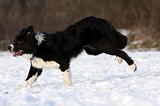 BORDER COLLIE 1137